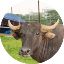 buffalo