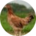 poultry